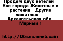 Продам двух нетелей - Все города Животные и растения » Другие животные   . Архангельская обл.,Мирный г.